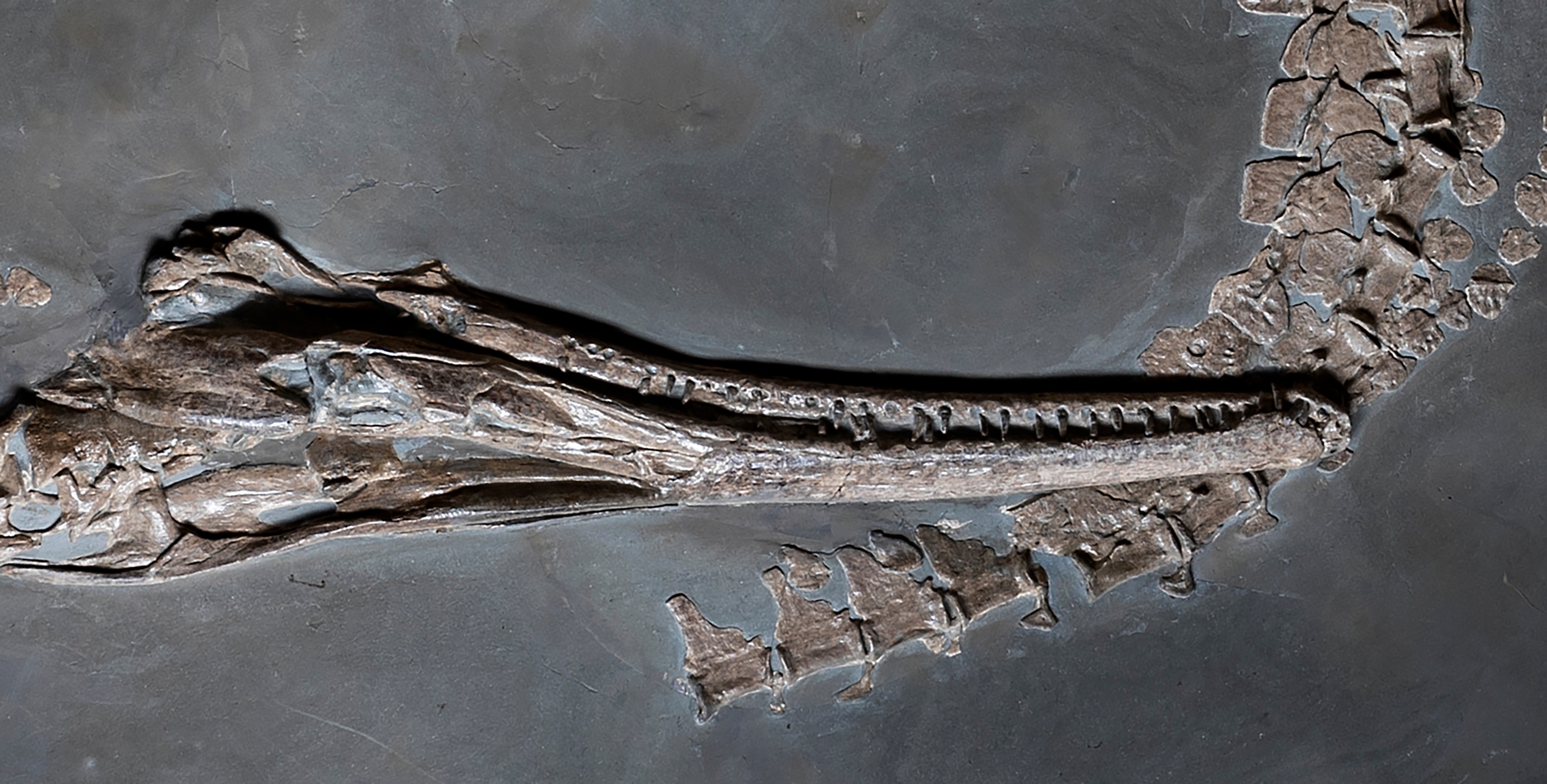 Unknown | The Ouroboros - Steneosaurus bollensisA world-class specimen ...