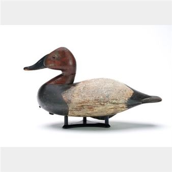 Classic canvasback drake