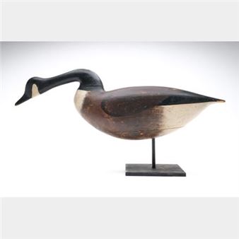 Rare feeding Canada goose