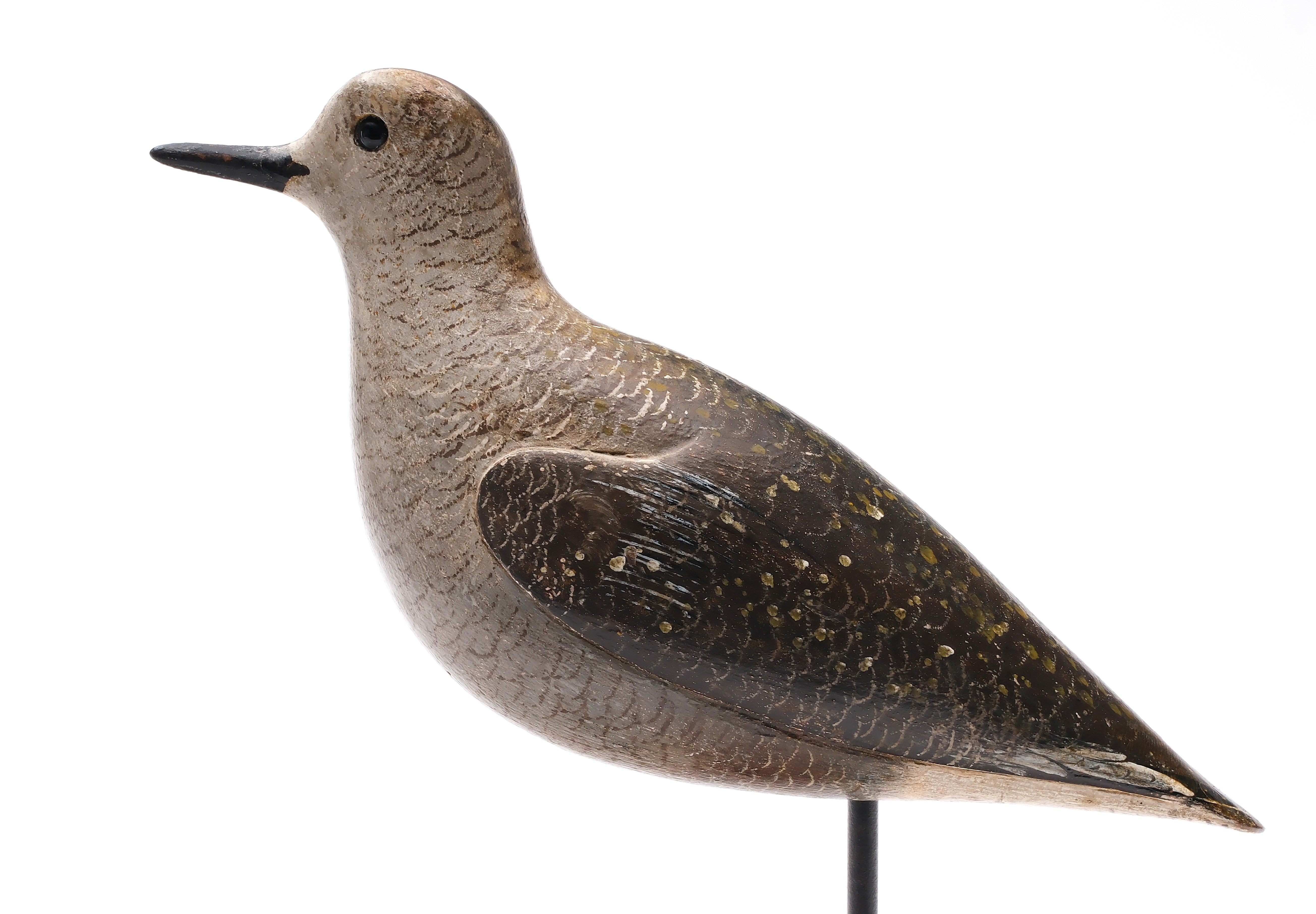 Artwork by John Dilley, Golden plover