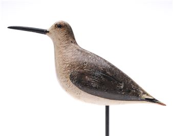 Dowitcher in winter plumage