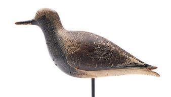 Rare black bellied plover