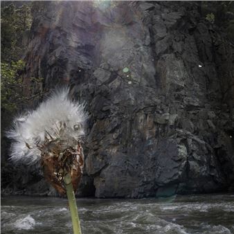 Dawn Roe: Super | Natural - Tracey Morgan Gallery