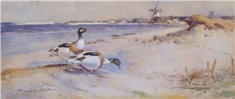 Shelducks along a coastline
