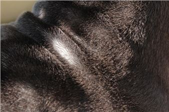 Astrid Strömberg: Dog Land - Pro Artibus, Sinne 