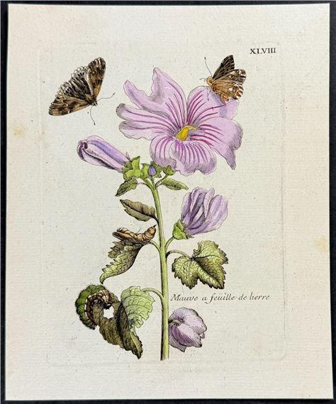 Rose Mallow with Butterfly Metamorphosis by Maria Sibylla Merian, Circa 1771
