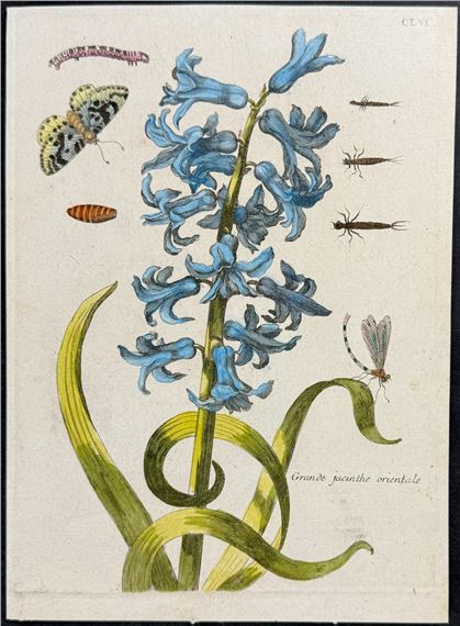 Hyacinth with Dragonfly, Insects, Butterfly Metamorphosis - Maria Sibylla Merian