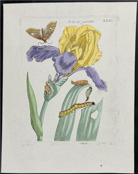 Iris with Moth Metamorphosis by Maria Sibylla Merian, Circa 1771