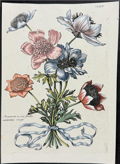 Anemone Bouquet - Maria Sibylla Merian