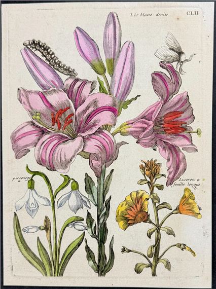 Lily with Moth Metamorphosis by Maria Sibylla Merian, Circa 1771