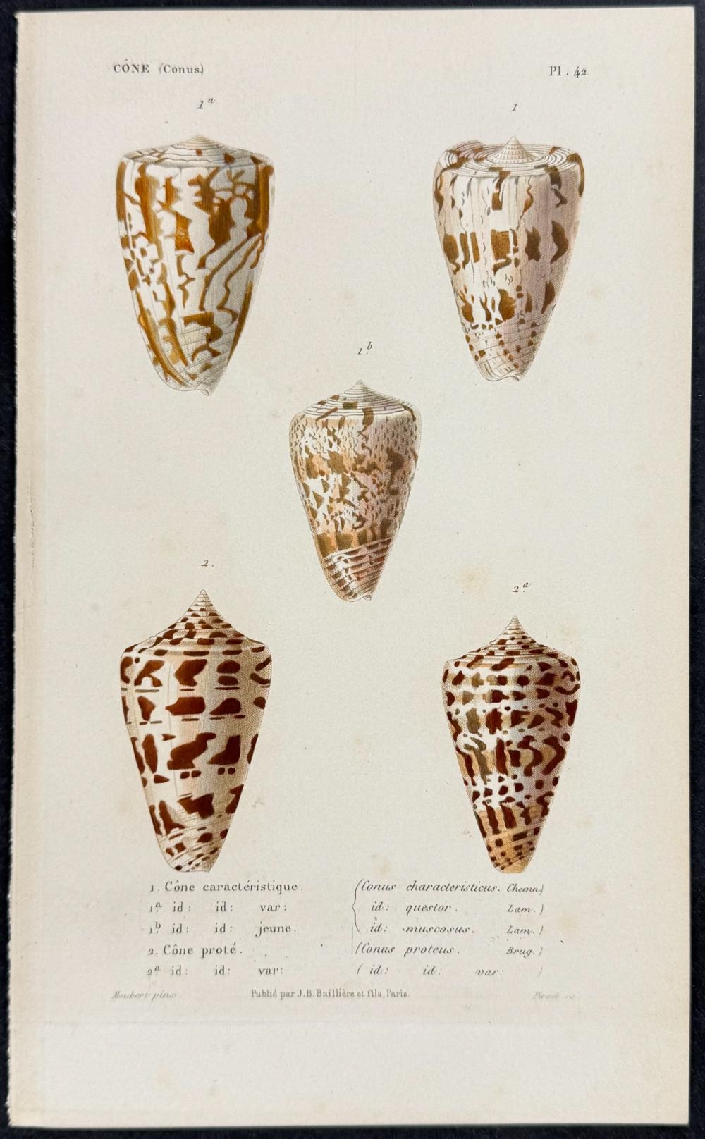Louis Charles Kiener | 7 Cone Shell Engravings (1834 - 1880) | MutualArt