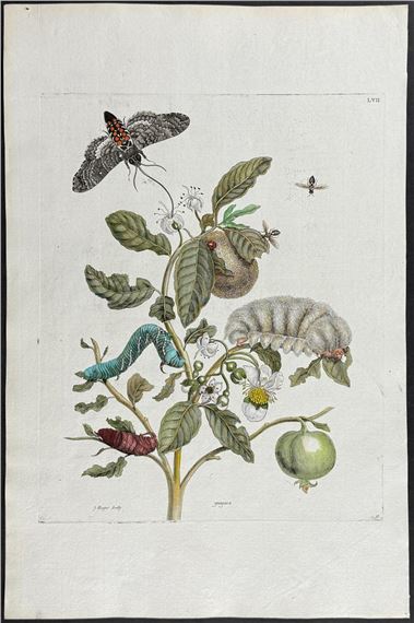 Guava with Bee & Moth Metamorphosis by Maria Sibylla Merian, 1771
