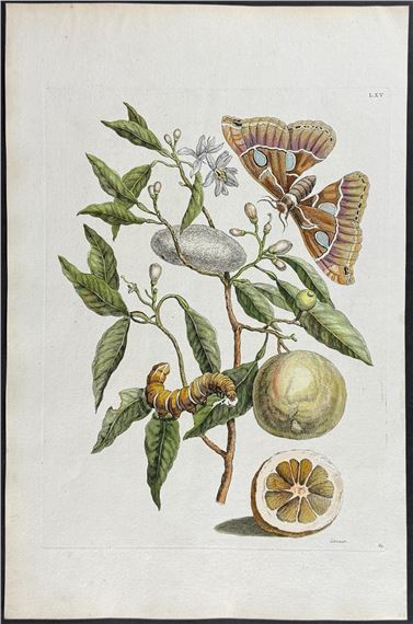 Lemon or Bitter Orange with Atlas Moth Metamorphosis by Maria Sibylla Merian, 1771