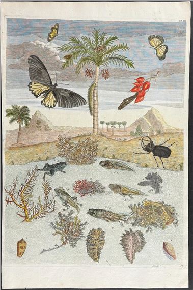 Histoire générale des insectes de Surinam et de toute l'Europe, contenant leurs descriptions, leurs fgures, leurs differenes metamorphoses by Maria Sibylla Merian, Circa 1771