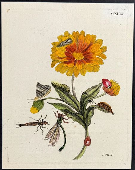 Marigold with Dragonfly, Ladybug, Insects, & Moth Metamorphosis by Maria Sibylla Merian, Circa 1771