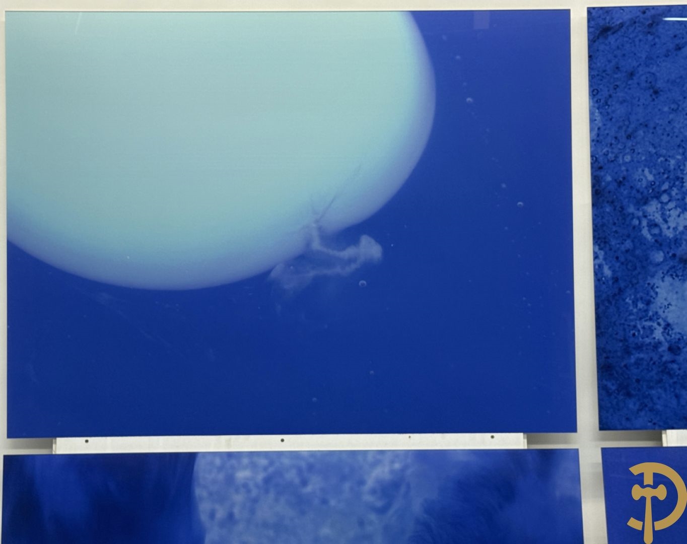 Artwork by Koen Vanmechelen, Fertility, Made of Lambda Print On Metallic Paper