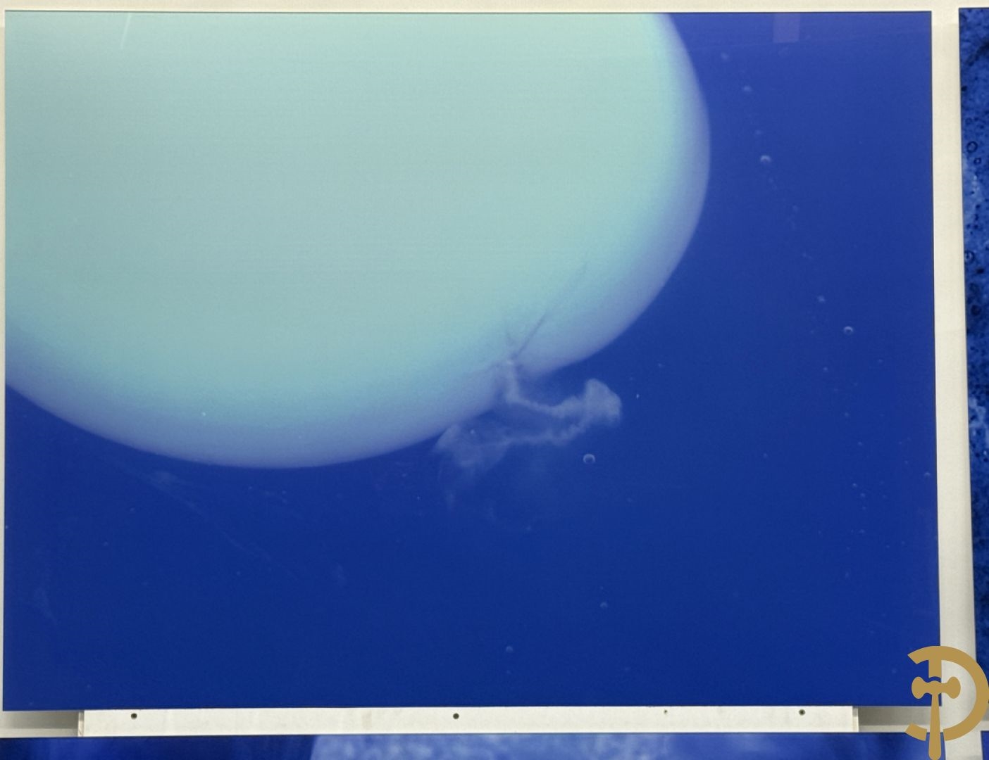 Artwork by Koen Vanmechelen, Fertility, Made of Lambda Print On Metallic Paper