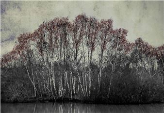 Shamani Surendran: The Last Bird Song - Albumen Gallery