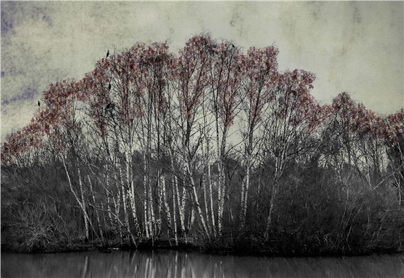 Shamani Surendran: The Last Bird Song at Albumen Gallery