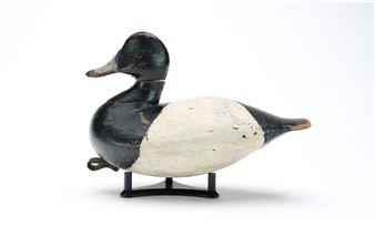 Bluebill with reared back head