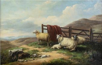 Resting sheep and ram