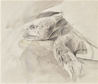 Study of a tortoise