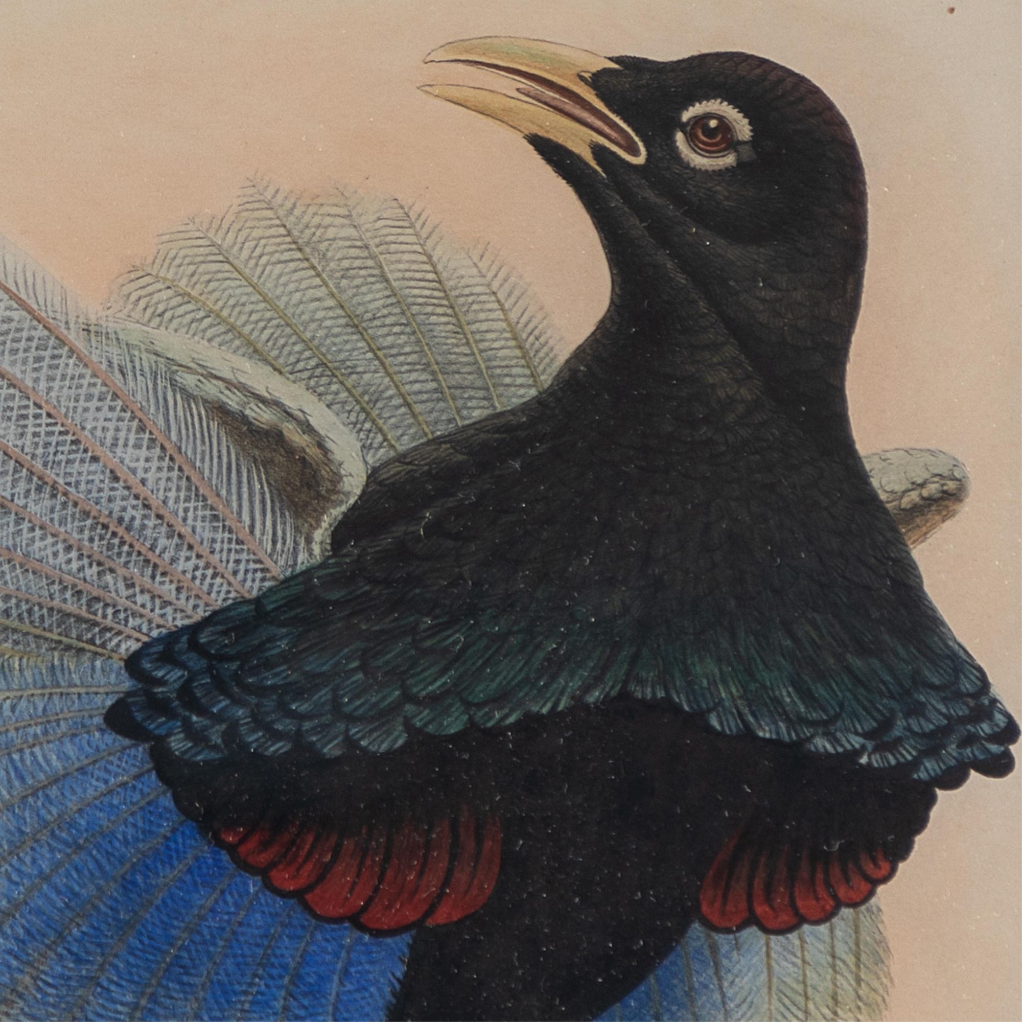 John Gould | Paradisornis Rudolphi (1891 - 1898) | MutualArt