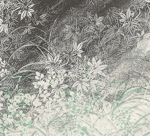 Artwork by Toshimitsu Imai, BEAUTIES OF NATURE (portfolio of 5), Made of Mixed Media Print