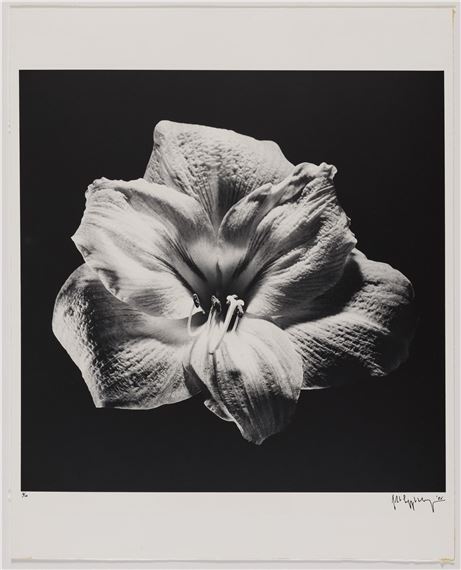 Robert Mapplethorpe | Flower (1985) | MutualArt