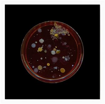 Dane Mitchell: Archive of Dust, Room 18 - Two Rooms