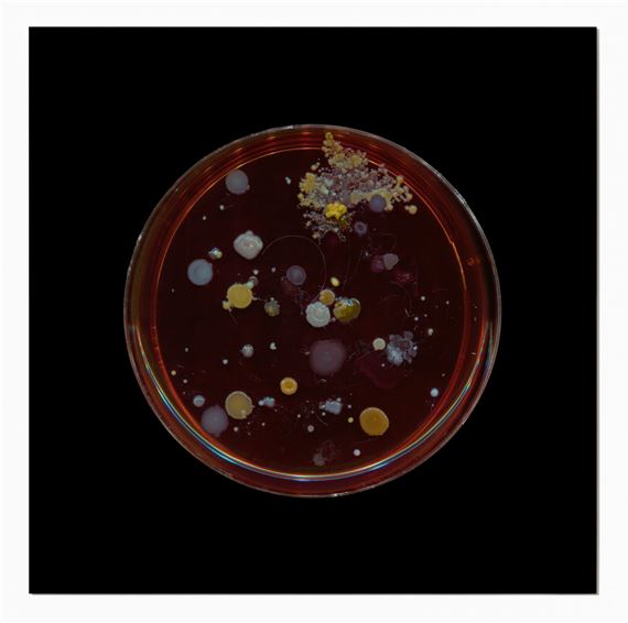 Dane Mitchell: Archive of Dust, Room 18 - Two Rooms