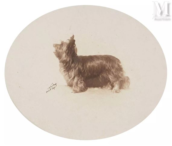 Portrait de chien, Yorkshire - Gaspard-Félix  Tournachon