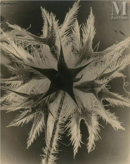 Plante - Raoul Hausmann