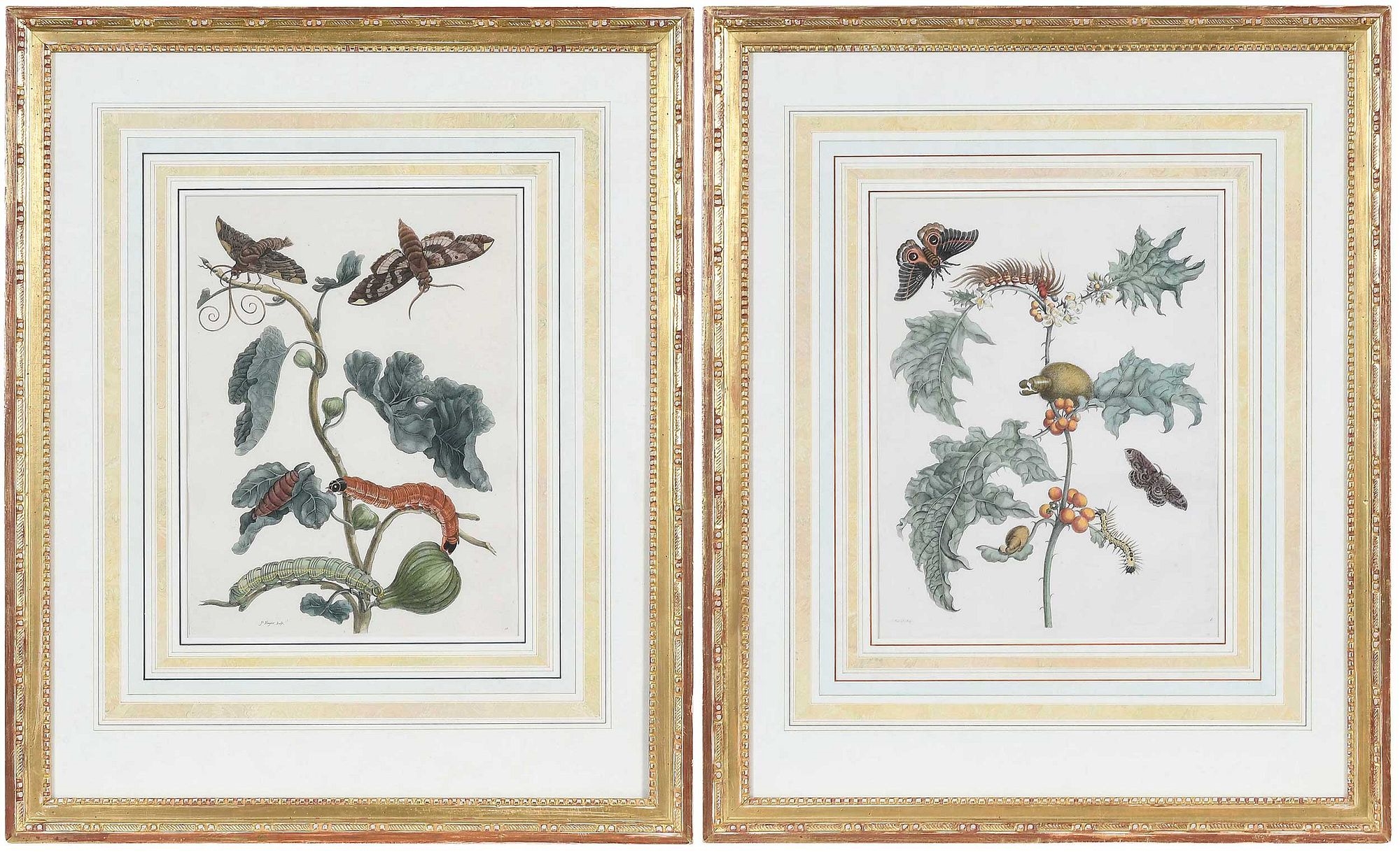 Artwork by Maria Sibylla Merian, Untitled, Made of Hand Colored Engravings On Laid Paper