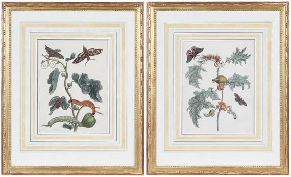 Untitled - Maria Sibylla Merian