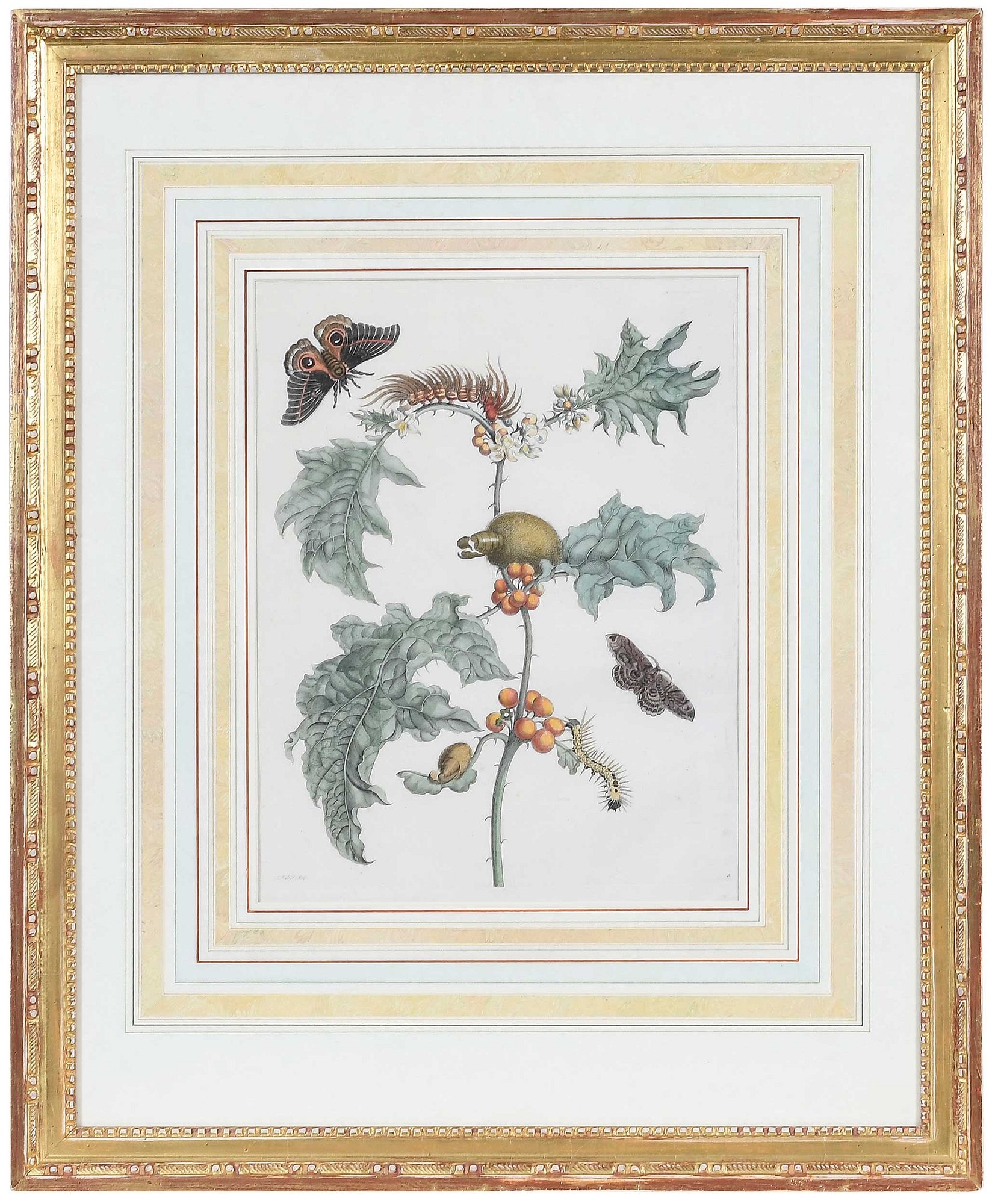 Artwork by Maria Sibylla Merian, Untitled, Made of Hand Colored Engravings On Laid Paper