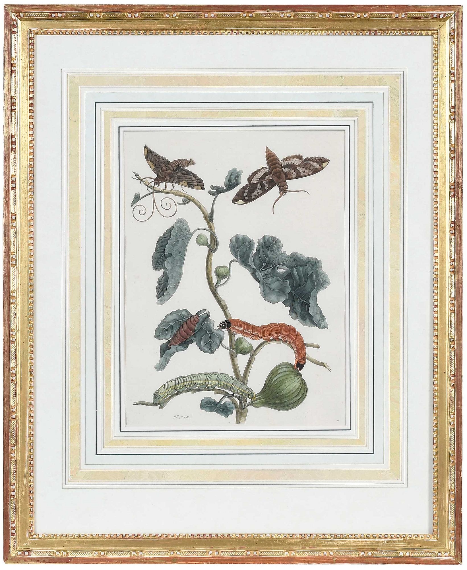 Artwork by Maria Sibylla Merian, Untitled, Made of Hand Colored Engravings On Laid Paper