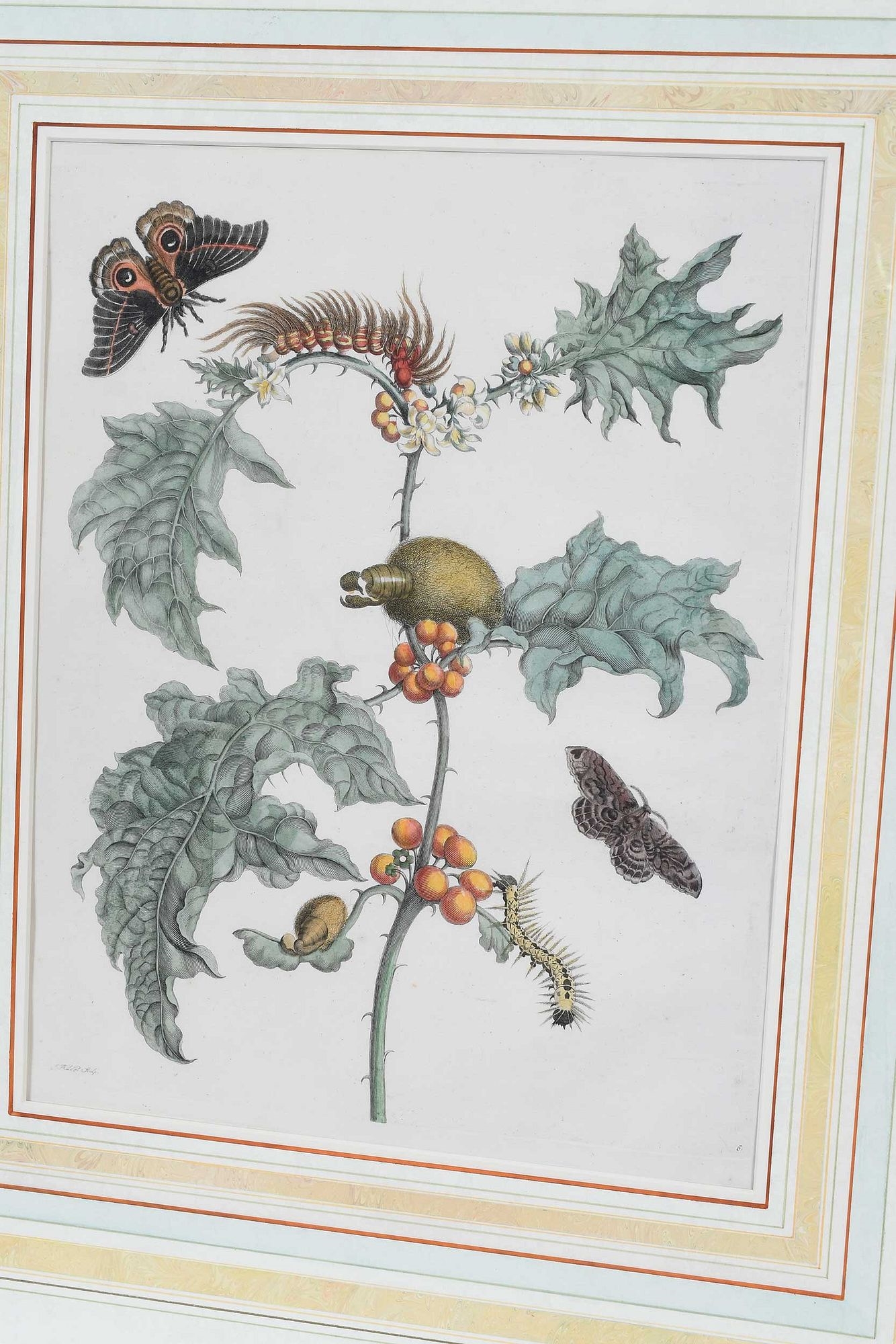 Artwork by Maria Sibylla Merian, Untitled, Made of Hand Colored Engravings On Laid Paper