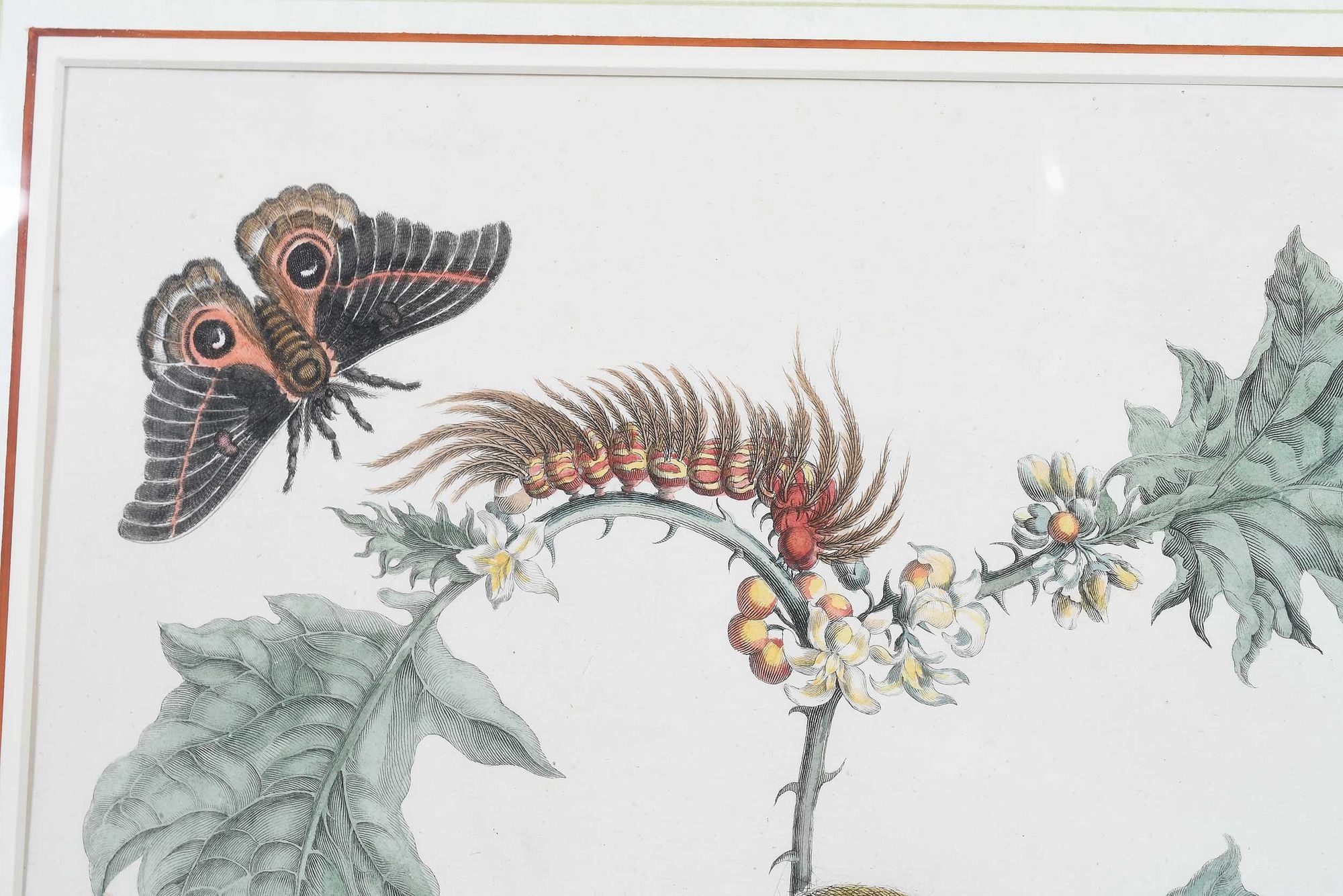Artwork by Maria Sibylla Merian, Untitled, Made of Hand Colored Engravings On Laid Paper