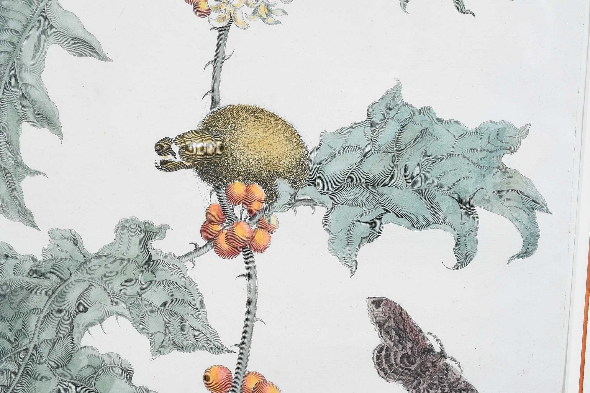 Artwork by Maria Sibylla Merian, Untitled, Made of Hand Colored Engravings On Laid Paper
