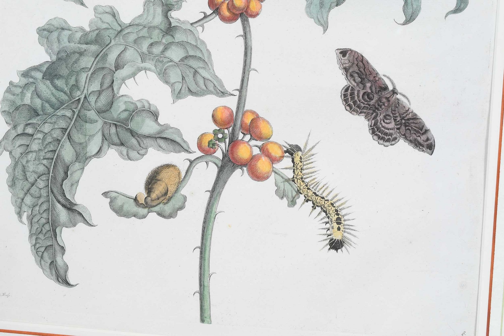 Artwork by Maria Sibylla Merian, Untitled, Made of Hand Colored Engravings On Laid Paper