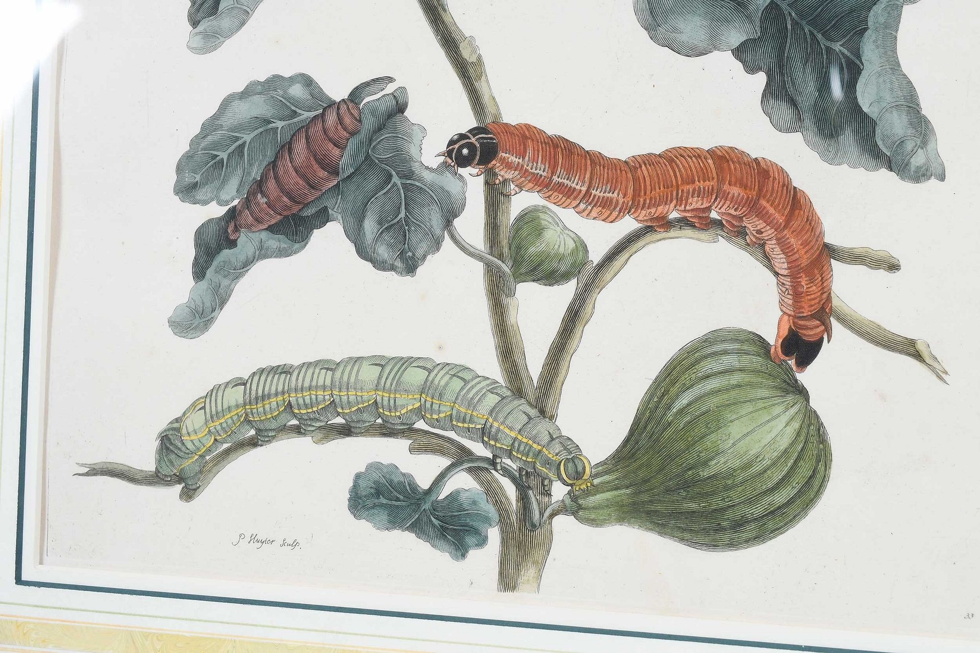 Artwork by Maria Sibylla Merian, Untitled, Made of Hand Colored Engravings On Laid Paper