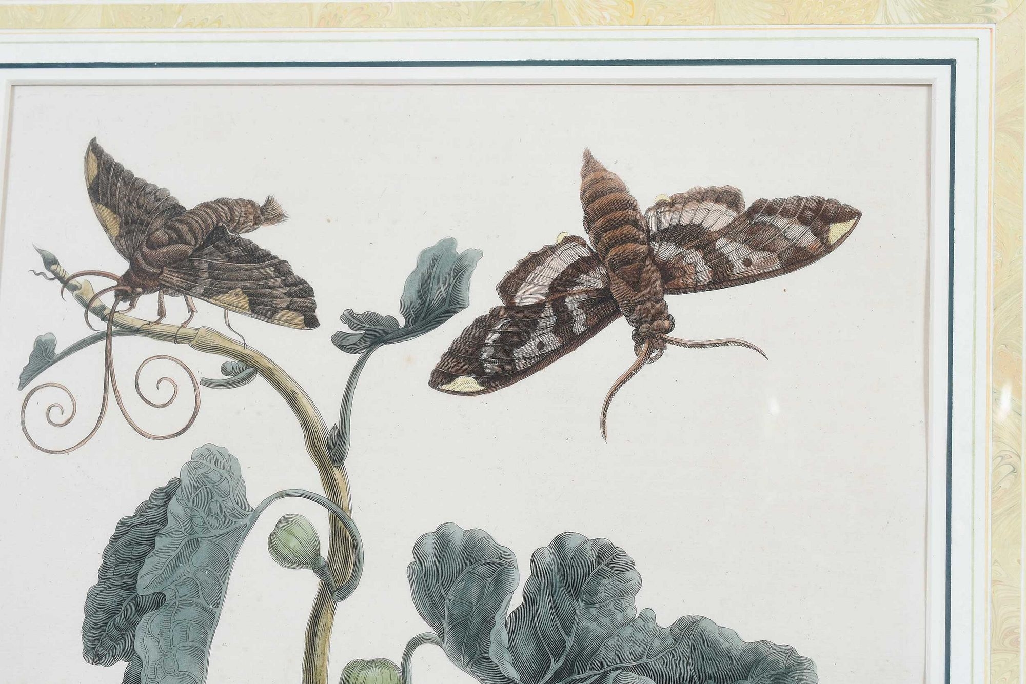 Artwork by Maria Sibylla Merian, Untitled, Made of Hand Colored Engravings On Laid Paper