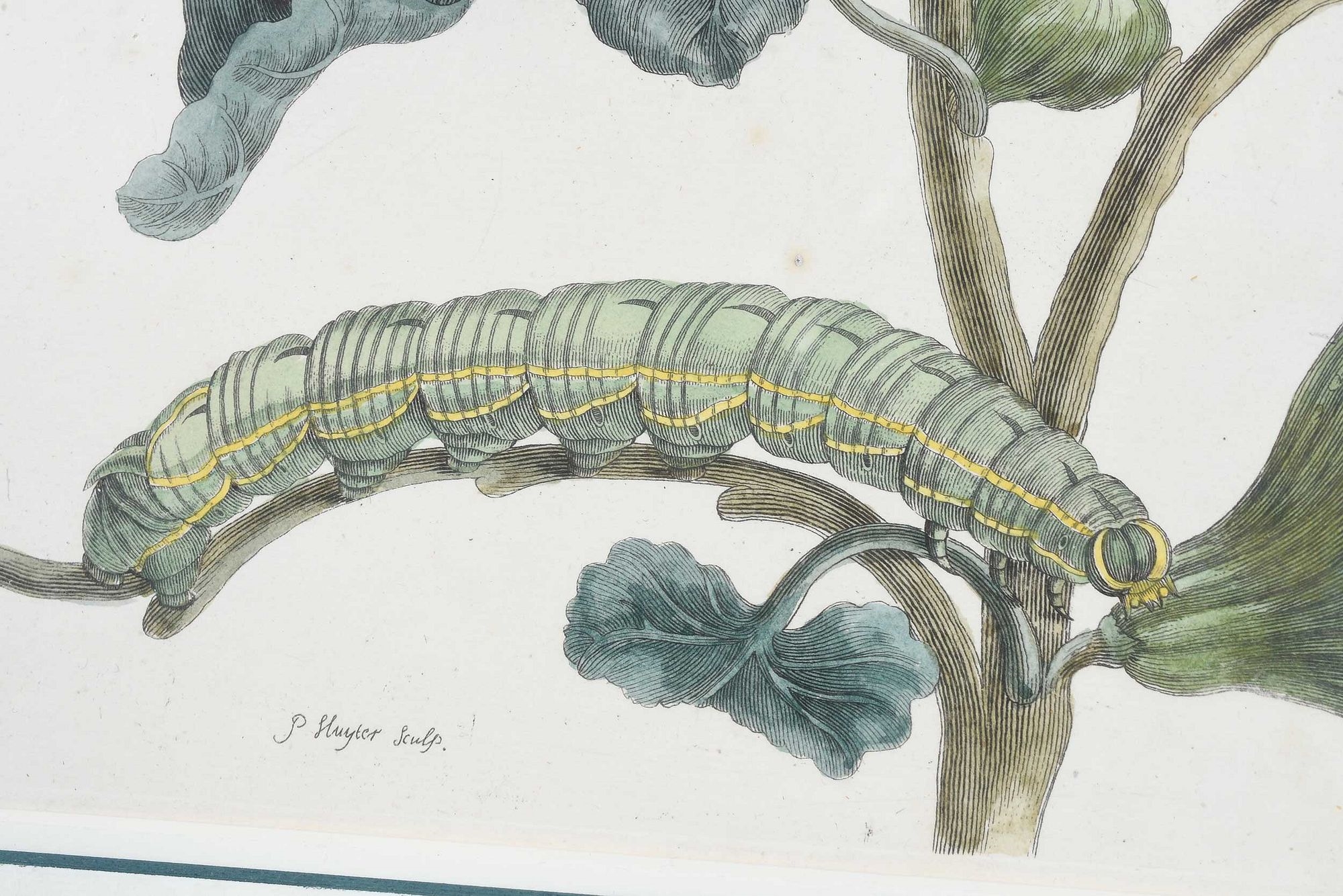 Artwork by Maria Sibylla Merian, Untitled, Made of Hand Colored Engravings On Laid Paper