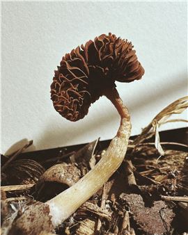 Ying Ang Zeroes In on the Fleshy Underbellies of Fungi in ‘Fruiting Bodies’