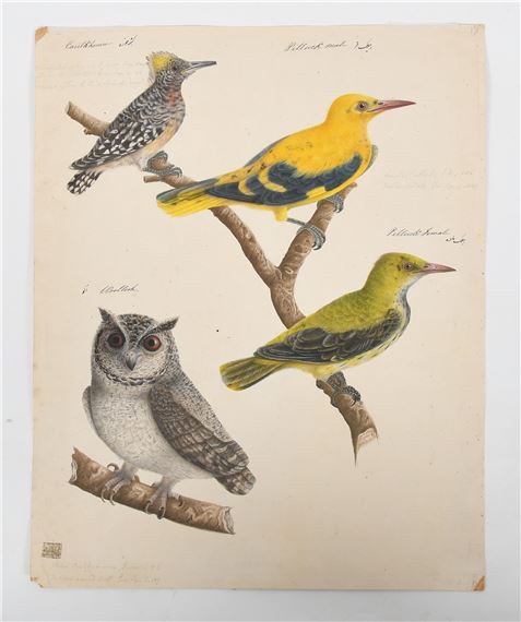 Watercolor Birds - Indian School, 19th Century