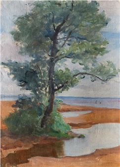 Pine tree on the shore
