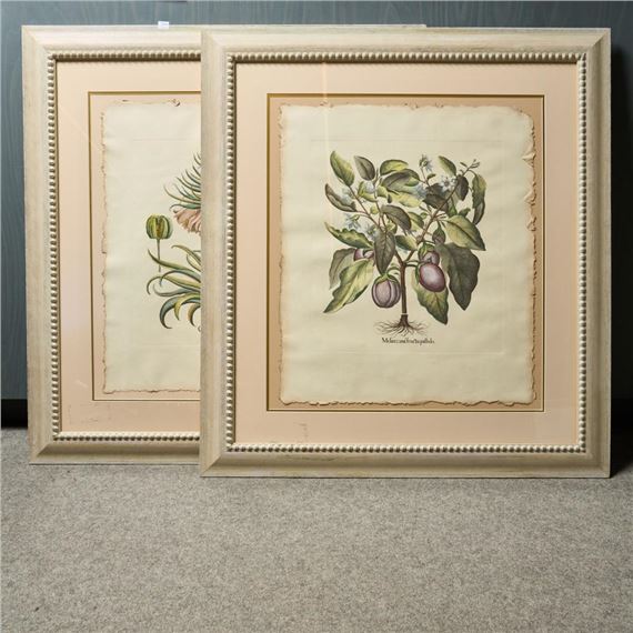 HORTUS EYSTETTENSIS - Basilius Besler