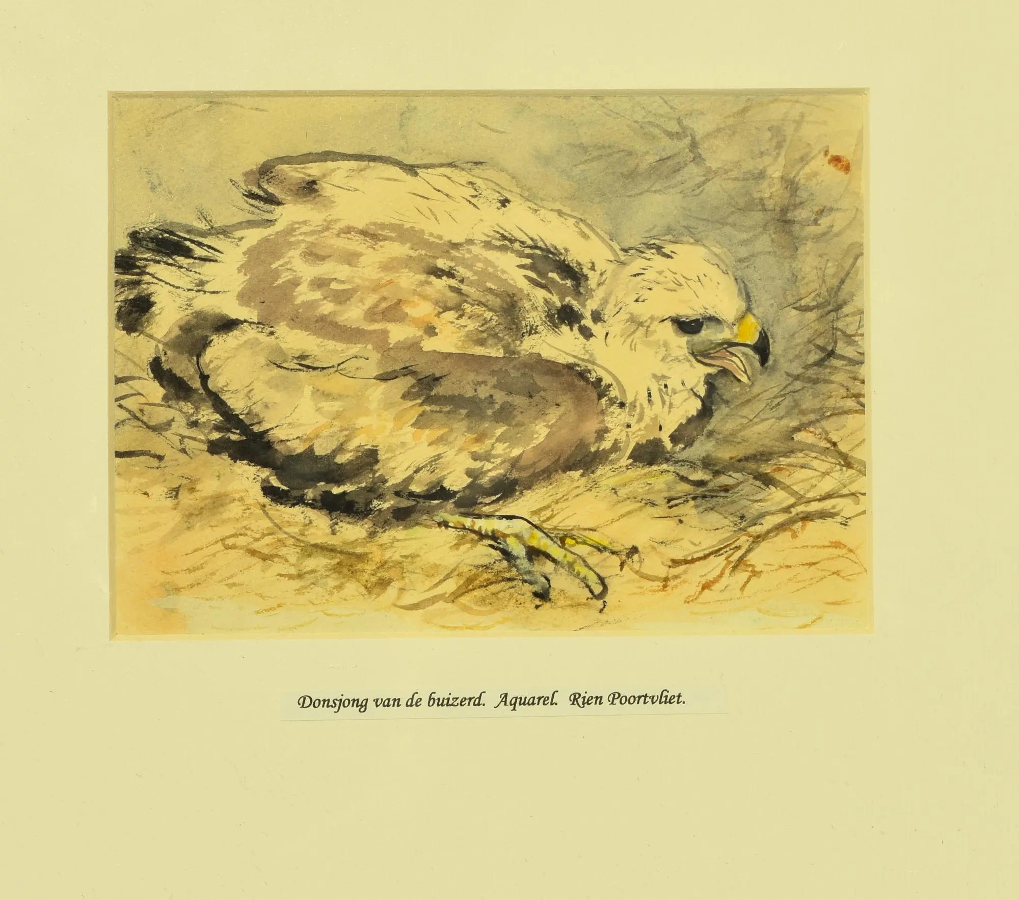 Rien Poortvliet | Een jonge buizerd 1960 | MutualArt