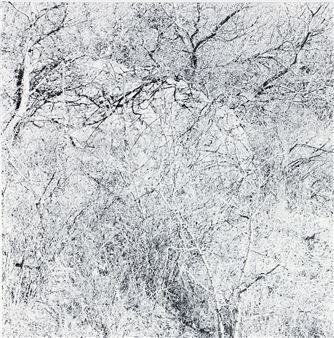 photograph from the Earthly Delights series